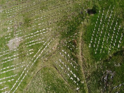 A young plantation of trees from the air; can see the holes and tiny trees in neat lines