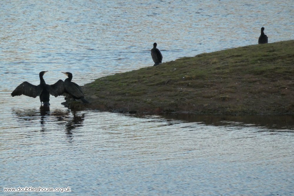 birds standing on shore, one with wings unfolded