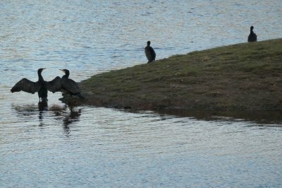 birds standing on shore, one with wings unfolded