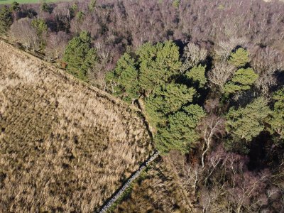 woods and fields from above, with dry stone wall