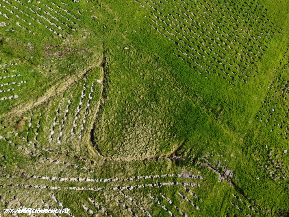 A young plantation of trees from the air; can see the holes and tiny trees in neat lines