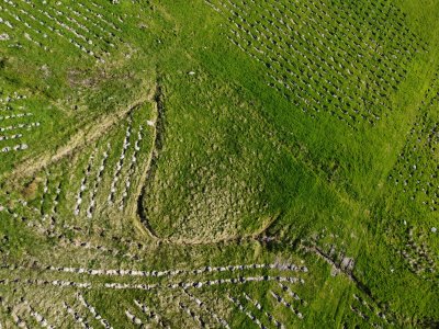 A young plantation of trees from the air; can see the holes and tiny trees in neat lines