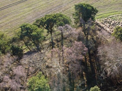 corner of wood from above, next to field