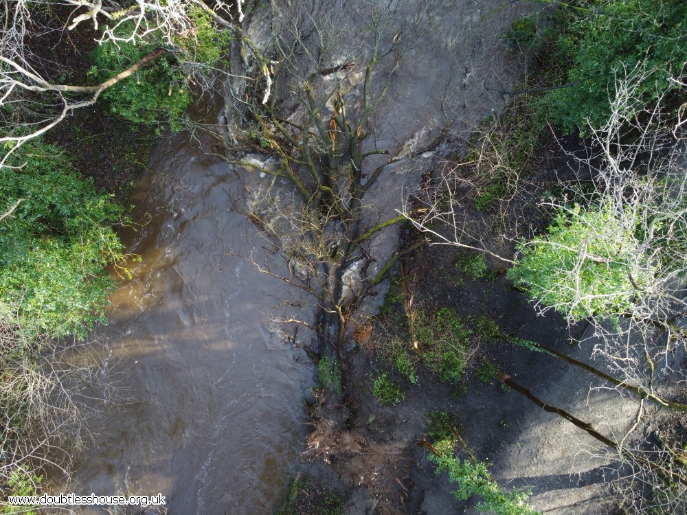 tree fallen in water of leith