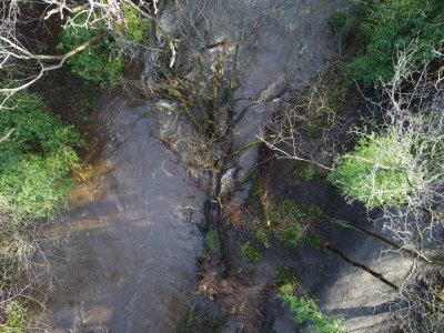 tree fallen in water of leith