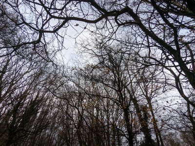 trees against a sky, with branch reaching over top of photograph