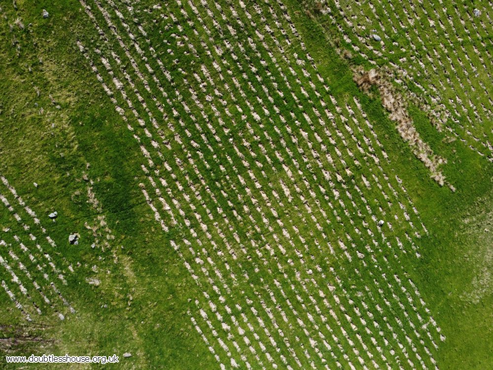 A young plantation of trees from the air; can see the holes and tiny trees in neat lines