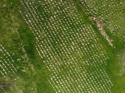 A young plantation of trees from the air; can see the holes and tiny trees in neat lines