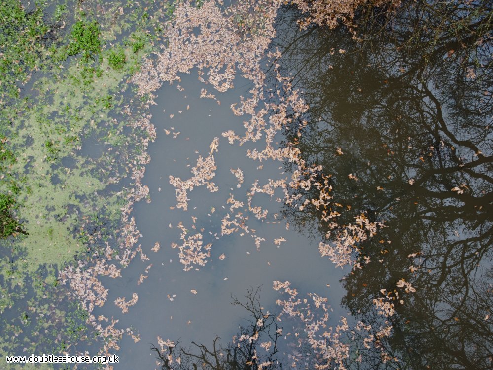 Pond from above with green plants, green leaves and tree reflections