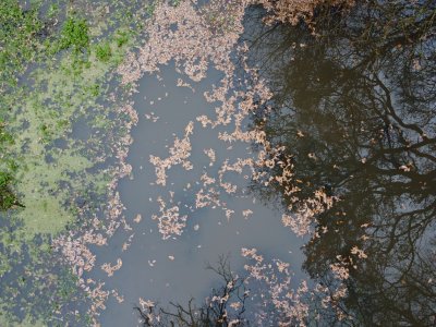 Pond from above with green plants, green leaves and tree reflections