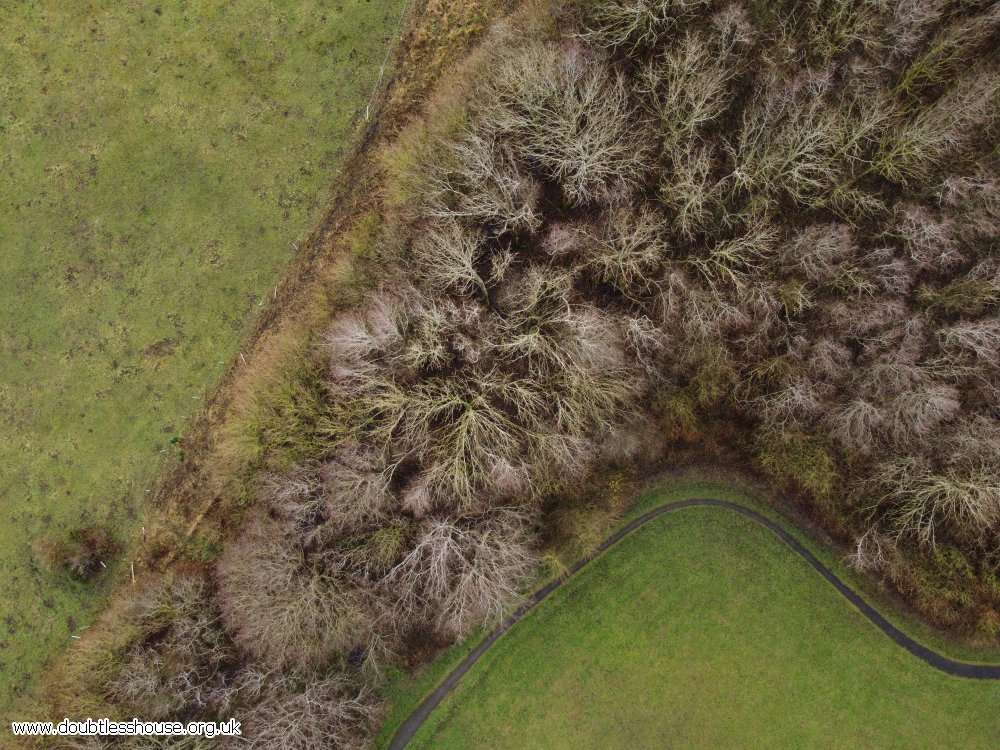 winter trees from above in a strip, with grass on both sides