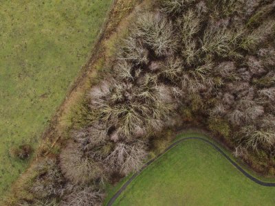 winter trees from above in a strip, with grass on both sides