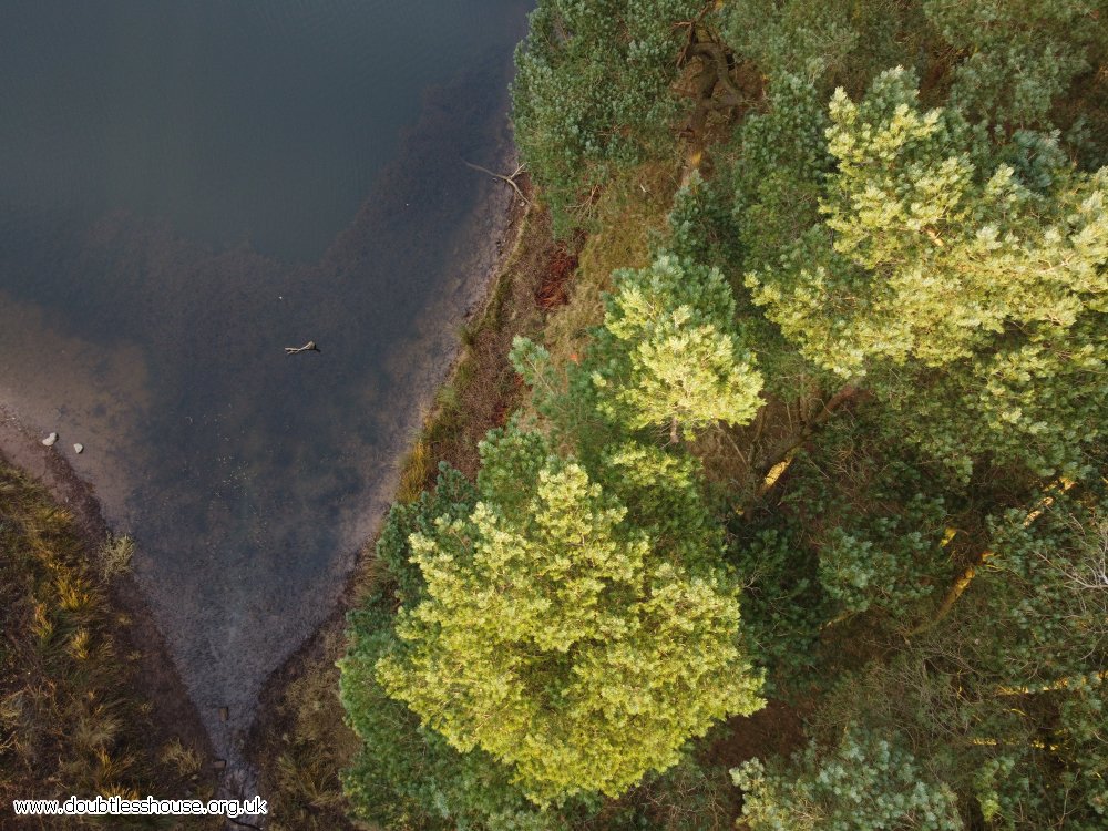 Trees and water from above