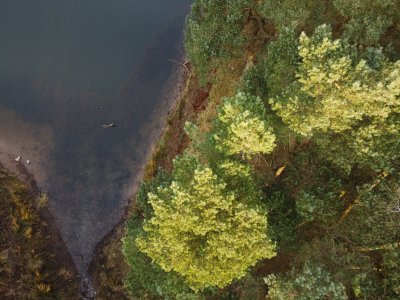 Trees and water from above