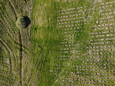 A young plantation of trees from the air; can see the holes and tiny trees in neat lines