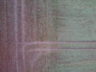 green crop field from above with lines in. One half is covered in red leaves.