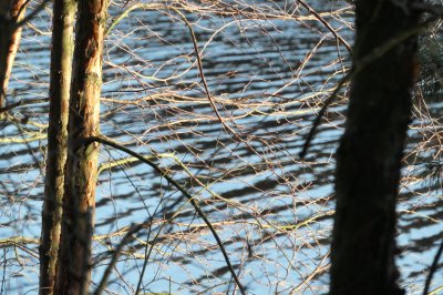 trees infront of water