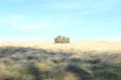 lone bush on grassy hillside