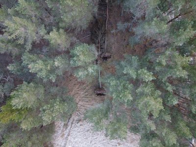 drone photo looking straight down at trees with light snow. Some trees have falen down, and the full length of them can be seen in the photo.