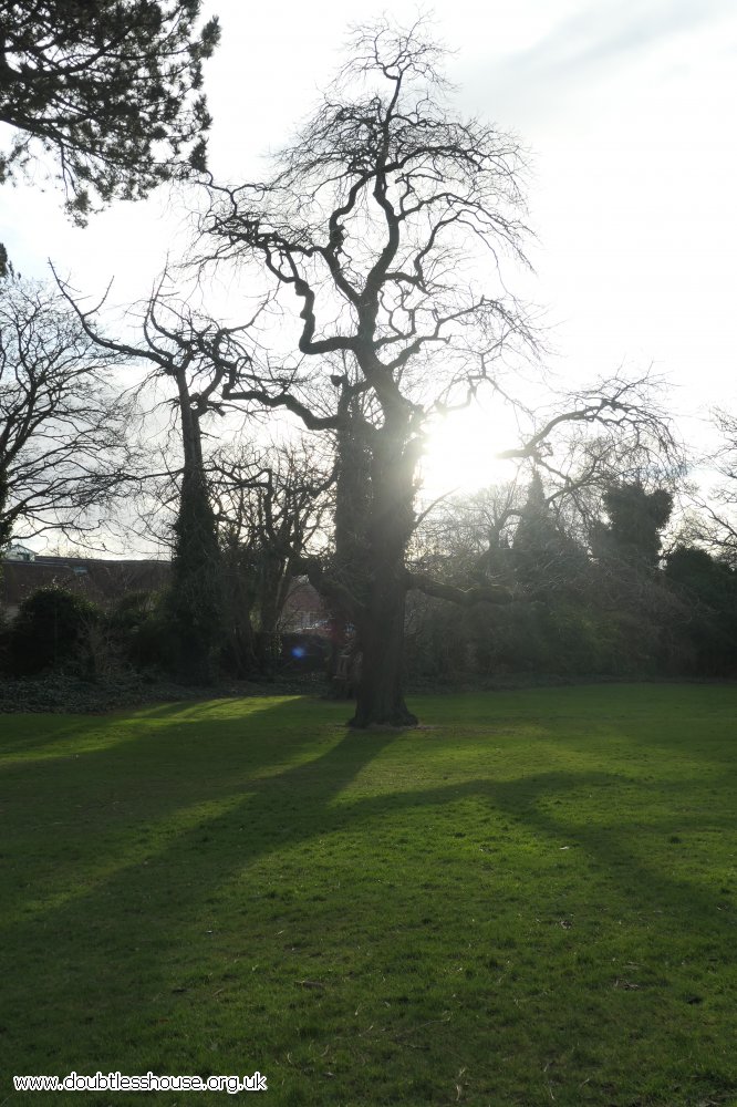 sun behind tree, shadows on lawn