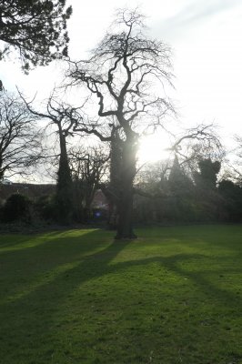 sun behind tree, shadows on lawn