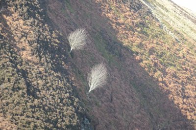 2 trees on hillside