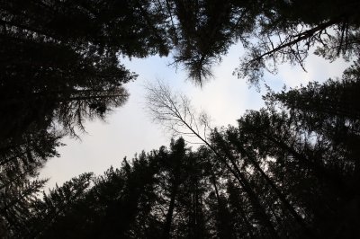 looking up at trees. a gap is covered with one tree.