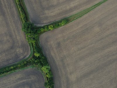 trees at the edges of fields, viewed from above. looks a bit like a person