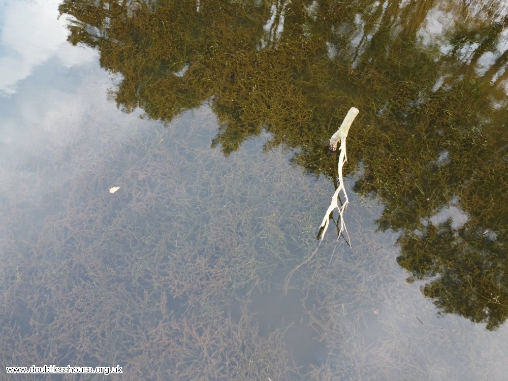 stick above water, reflection of trees on water, seaweed under water