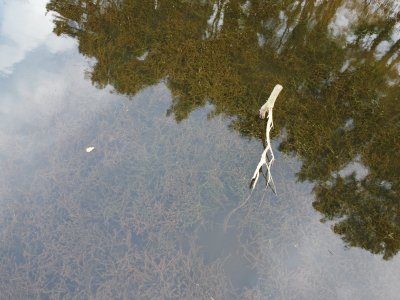 stick above water, reflection of trees on water, seaweed under water