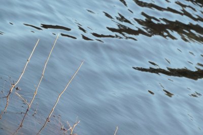 a few plants sticking out of water. Black shapes from the waves.