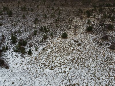 drone photograph of small trees on snowy patterned ground