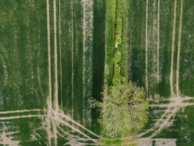 Photo from above of green field with tractor lines and tree & hedge running down middle 