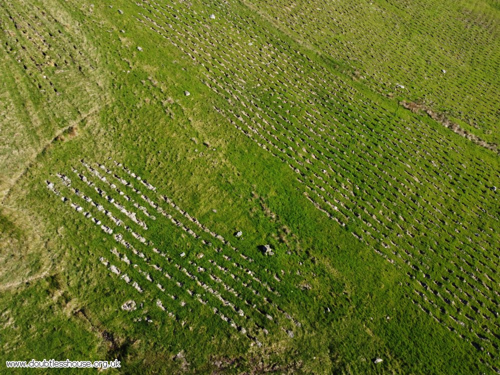 A young plantation of trees from the air; can see the holes and tiny trees in neat lines