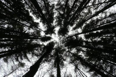 looking up at trees