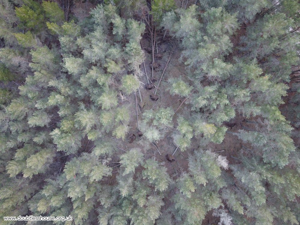 drone photo looking straight down at trees with light snow. Some trees have falen down, and the full length of them can be seen in the photo.