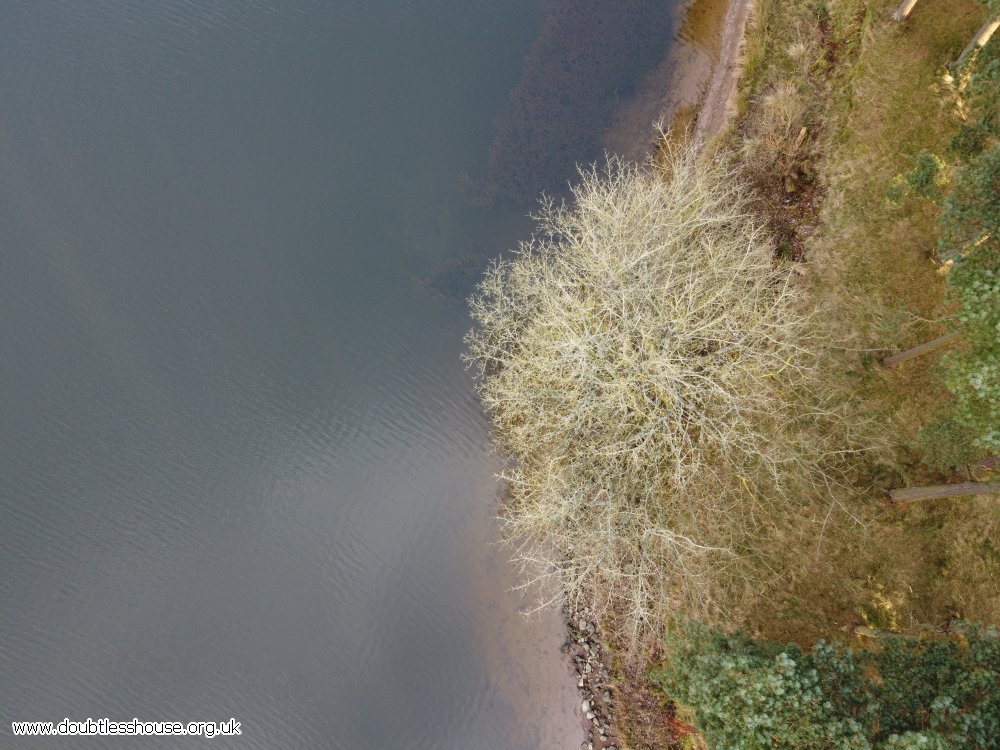 tree at waters edge from above