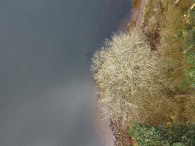 tree at waters edge from above