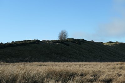 tree on rise in land in shadow, sunny grass in foreground