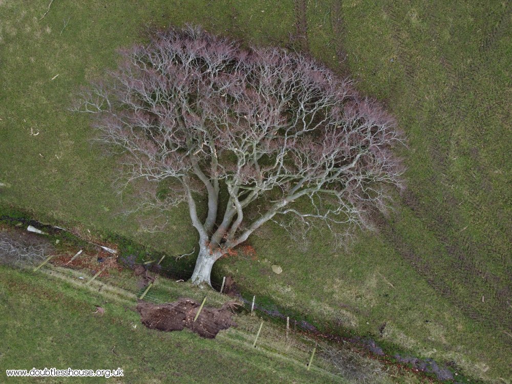 tree torn down in storm and on ground, photographed from above