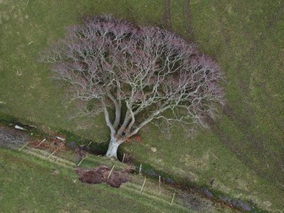 tree torn down in storm and on ground, photographed from above