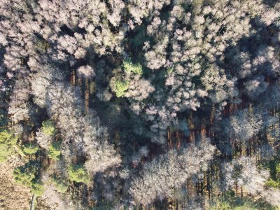 Trees from above, with 2 lines of older trees