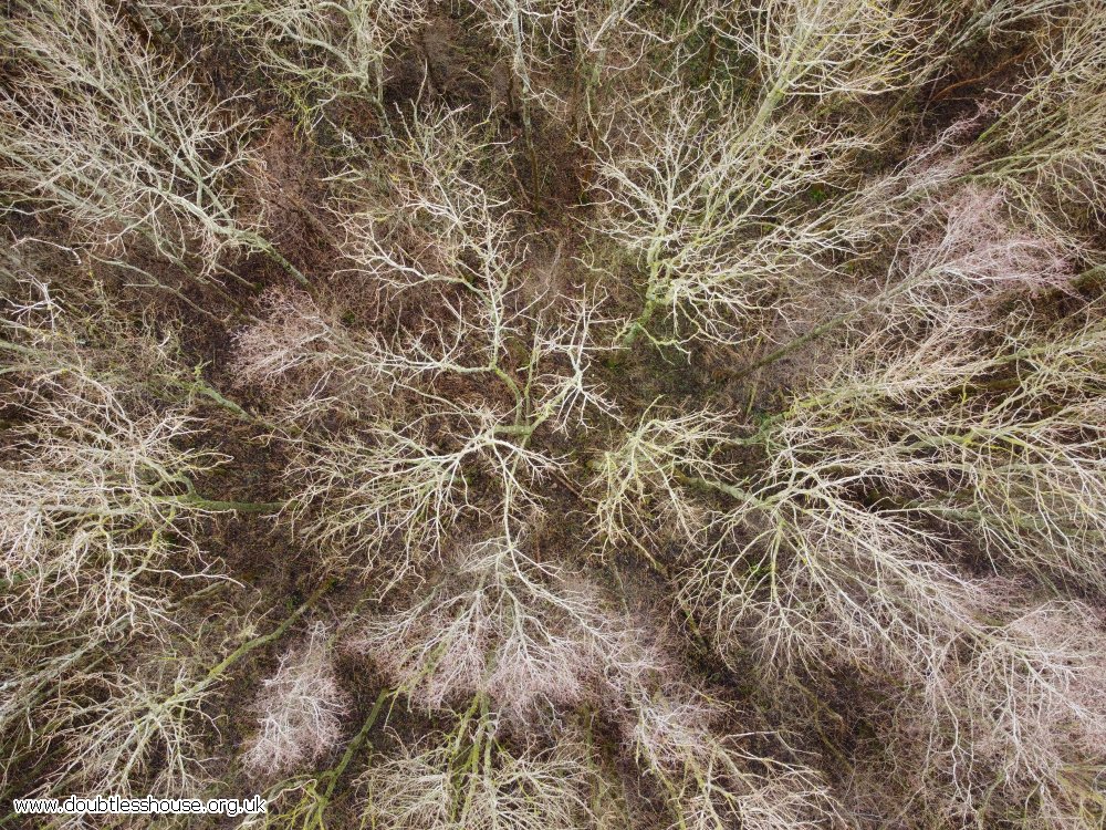 winter trees from above