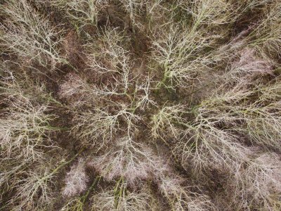 winter trees from above