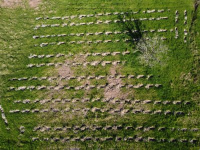 A young plantation of trees from the air; can see the holes and tiny trees in neat lines